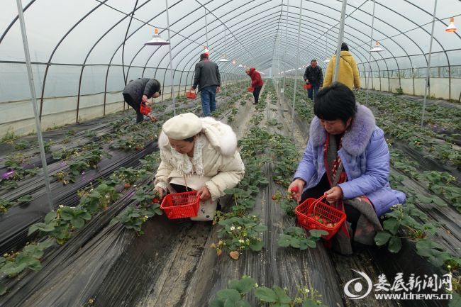 雙峰：生物活性炭基有機肥使用試點成功